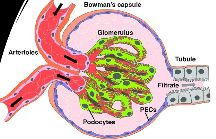 <p>Podocytes are highly specialized epithelial cells that cover the outside of the glomerular capillary. They have foot processes (primary, secondary, and tertiary extensions). The primary function of podocytes is to form a crucial part of the <strong>glomerular filtration barrier</strong>.</p>
