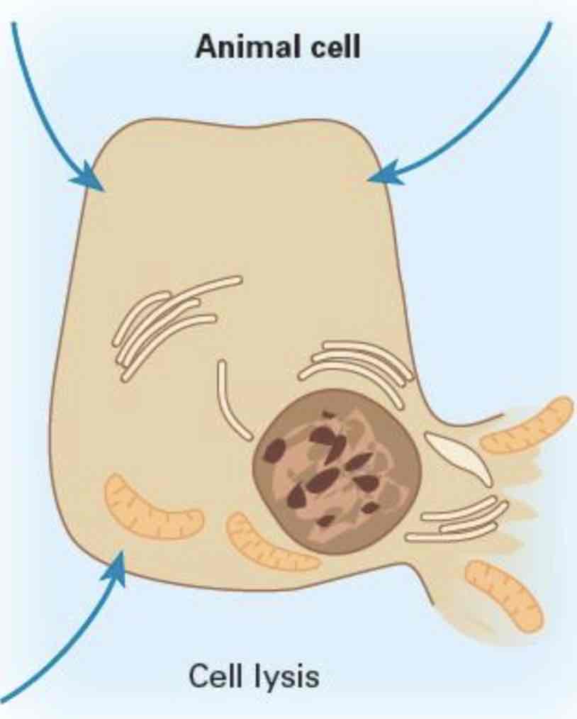 <ul><li><p>means a <mark data-color="green">lower conc</mark></p></li></ul><p></p><ul><li><p>a hypotonic solution has a <mark data-color="green">lower conc</mark> of solutes compared to inside cell</p></li></ul><p></p><ul><li><p>net movement of water would be <mark data-color="green">into</mark> the cell</p></li></ul>