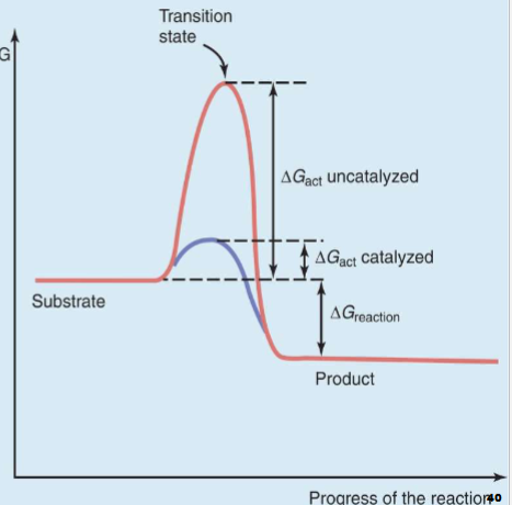 <ul><li><p>y: level of free energy in system</p></li><li><p>x-axis: progress of rxn</p></li><li><p>red line</p><ul><li><p>first take substrate to transition state, necessary energy is activation energy</p></li><li><p>At transition state move past it to make product </p></li><li><p>Rxn that release energy so favorable  (exergonic)</p></li></ul></li><li><p>Blue line</p><ul><li><p>as energy formed needs stabilizing but doesnt need as much energy and effort so rxn is faster (what catalysts do)</p></li></ul></li></ul><p></p>