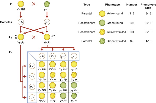 <p>The inheritance of two characteristics, alleles of two gene loci.</p>