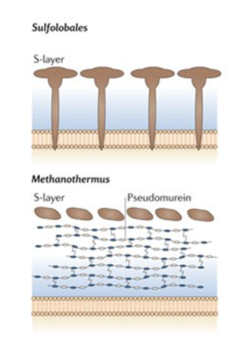 <p><span style="background-color: transparent; font-family: "DM Sans", sans-serif;"><span>They do not have PG, and no OM</span></span></p><p><span style="background-color: transparent; font-family: "DM Sans", sans-serif;"><span>Typically have s-layer and cytoplasmic membrane</span></span></p><p><span style="background-color: transparent; font-family: "DM Sans", sans-serif;"><span>SOMETIMES have cytoplasmic membrane + pseudopeptidoglycan/pseudomurein + s-layer</span></span></p>