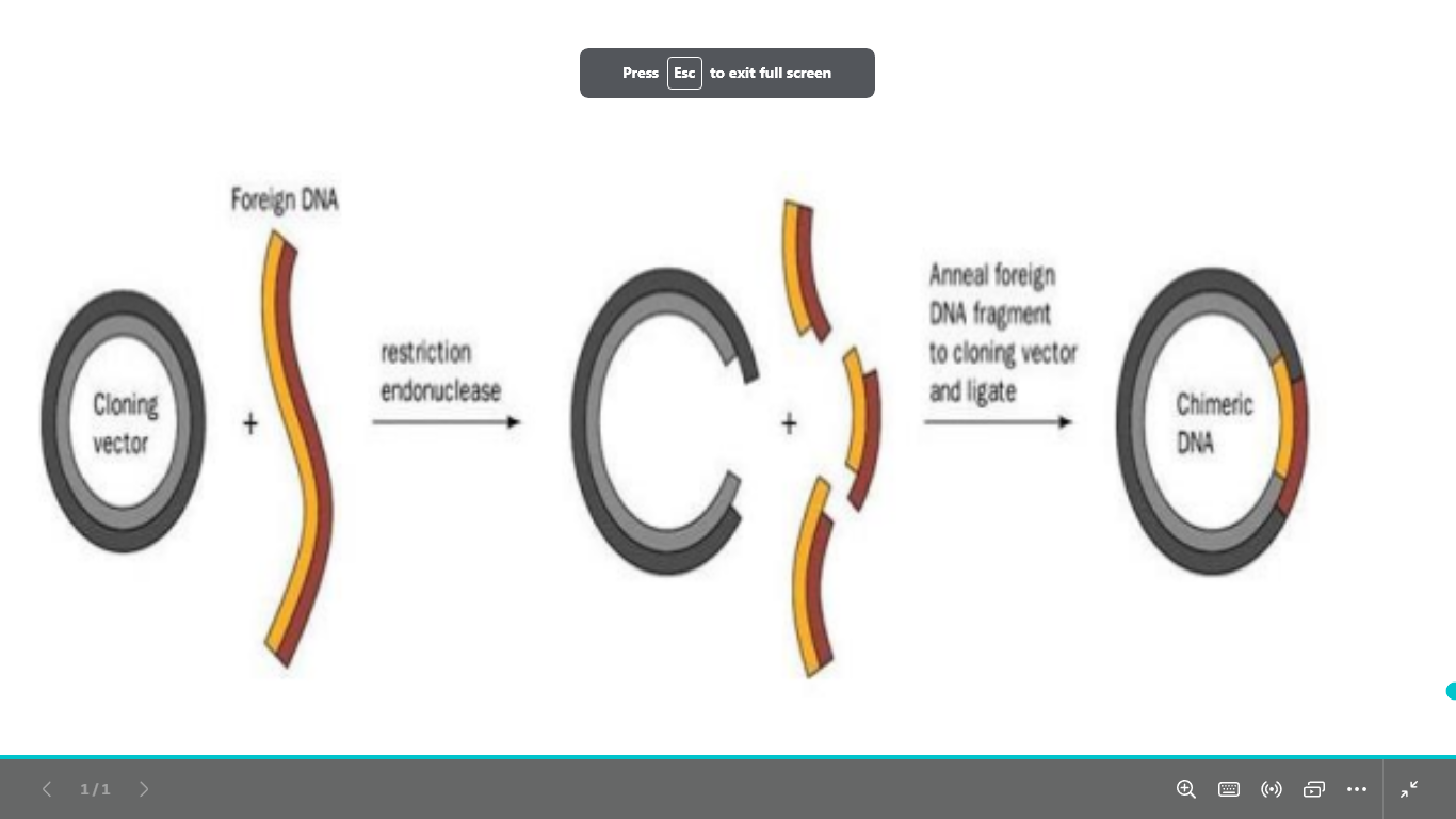 <p>name the dna amplification technique and </p><p>descripe it </p>