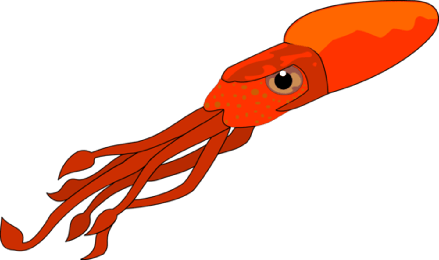 <p>кальмар</p>