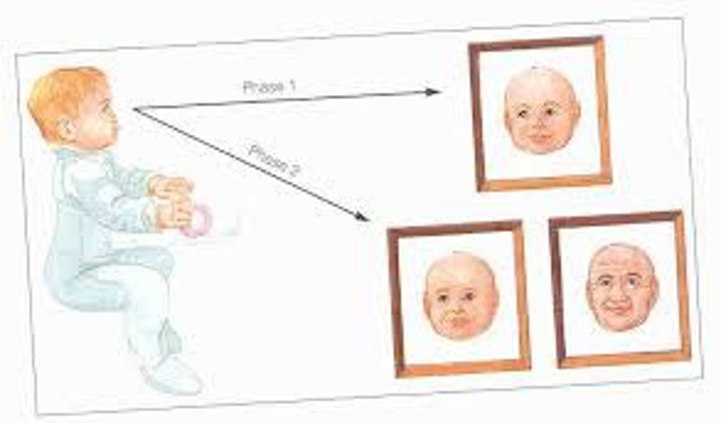 <p>decreasing responsiveness with repeated stimulation. As infants gain familiarity with repeated exposure to a visual stimulus, their interest wanes and they look away sooner.</p>