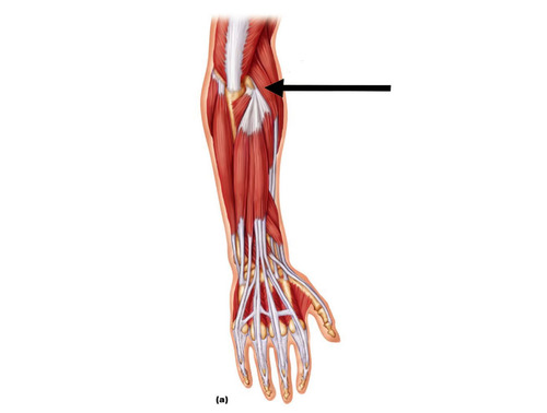 wrist extension, abduction