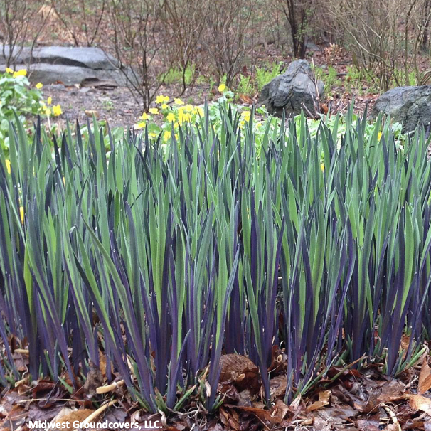 <p>2-3’</p><p>May-june</p><p>wet to moist soils</p><p>Full sun</p><p>Moisture-loving iris with striking blue flowers blooming in late spring to early summer.</p>