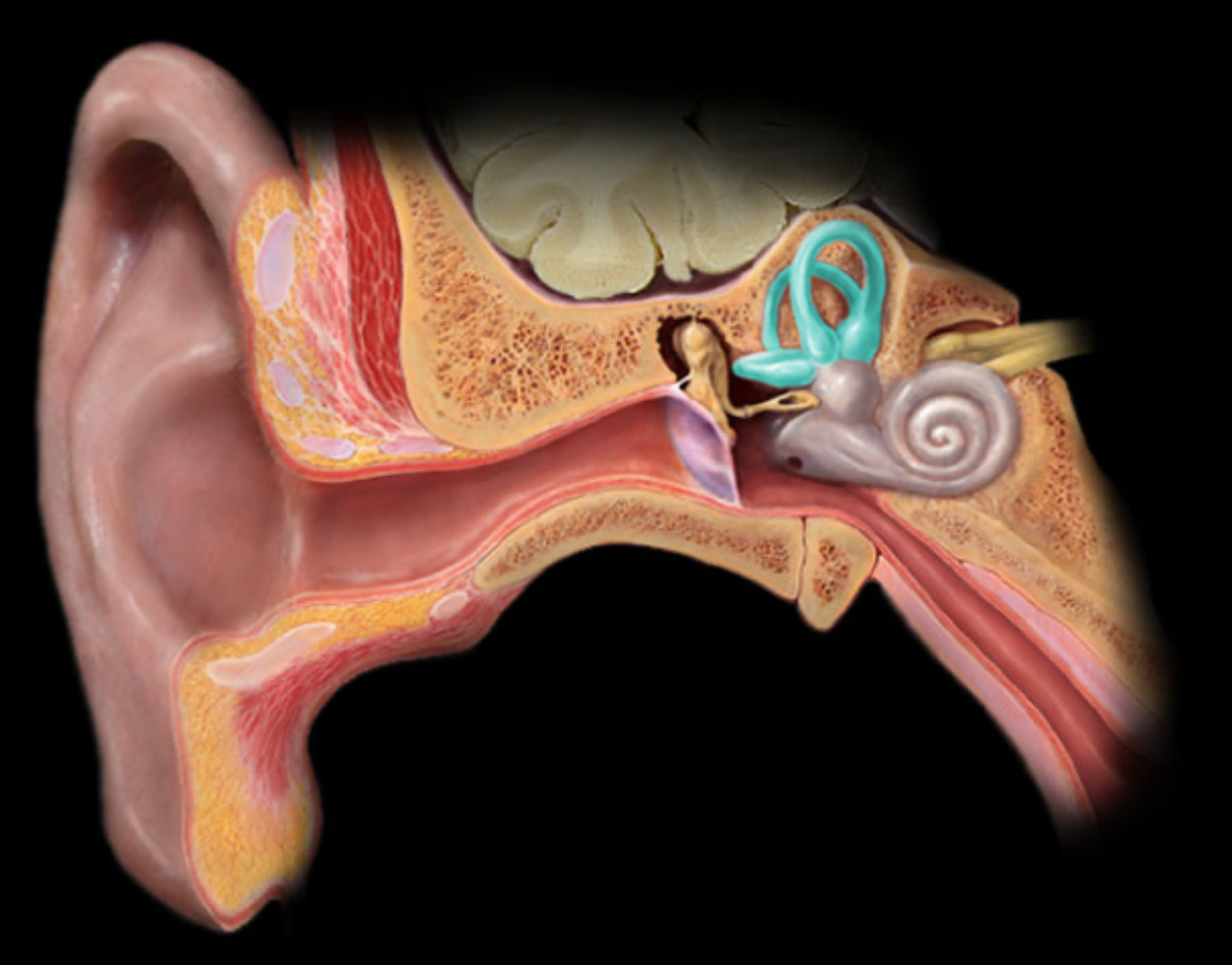 <h4 collapsed="false" seolevelmigrated="true"><strong>Location:</strong></h4><ul><li><p>Temporal bone (petrous part)</p></li></ul><h4 collapsed="false" seolevelmigrated="true"><strong>Description:</strong></h4><ul><li><p>The three semicircular canals are part of the bony labyrinth</p></li><li><p>Each semicircular canal contains a membranous semicircular duct</p></li><li><p>Orientation of ducts in perpendicular (X, Y, and Z) planes</p></li></ul><h4 collapsed="false" seolevelmigrated="true"><strong>Comment:</strong></h4><ul><li><p>The membranous semicircular ducts are part of the vestibular apparatus, i.e. organs of equilibrium</p></li></ul>