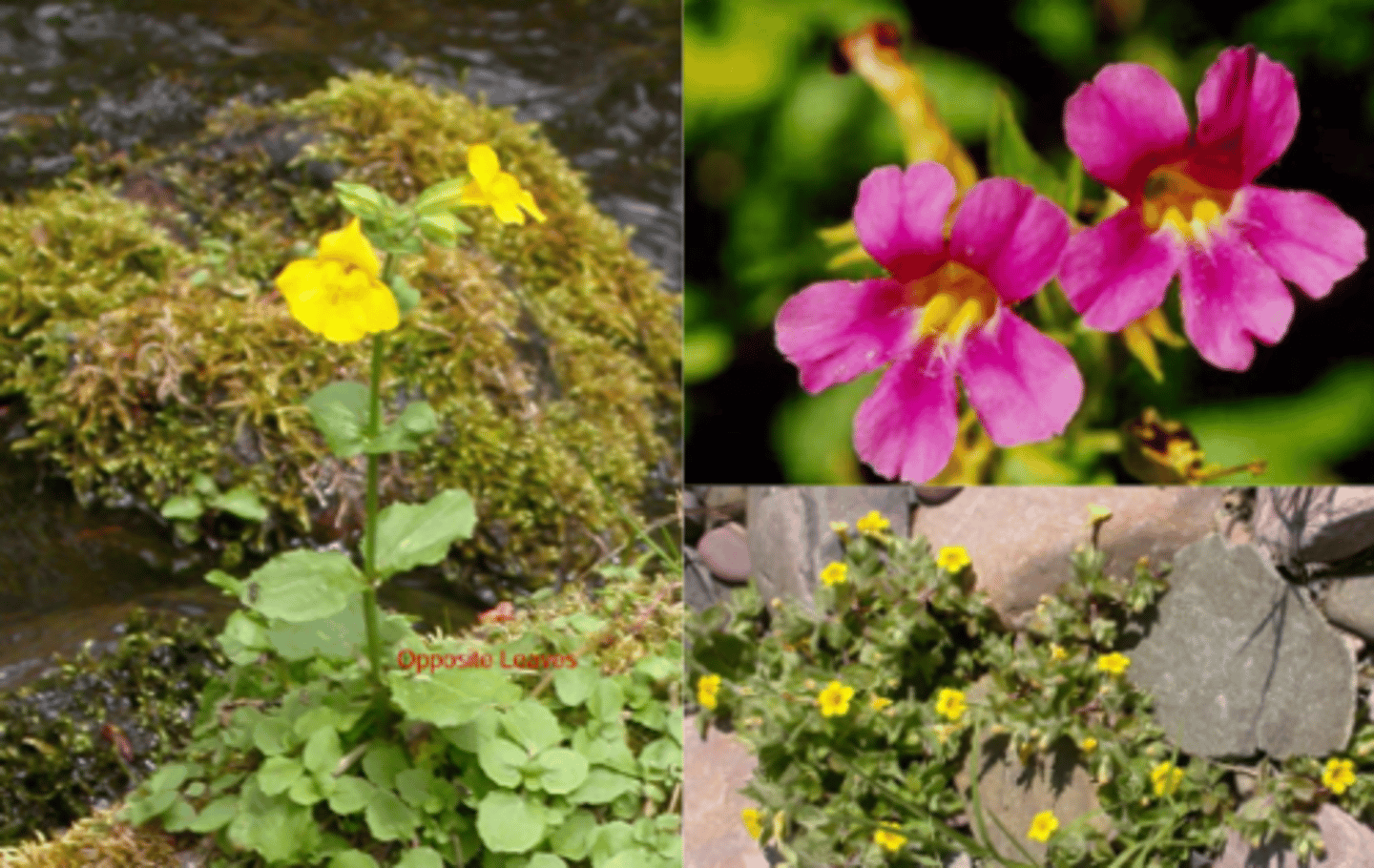 <p>What gennus has these characteristics? </p><p>Mostly found in very wet areas </p><p>Model system for adaptation genomics (has life history and mating system variation) </p><p>Touch-sensitive Stigmas </p><p>1) Opposite Leaves </p><p>2) Bilateral Flowers </p><p>3) Racemes </p><p>4) Fruit = Capsules </p>