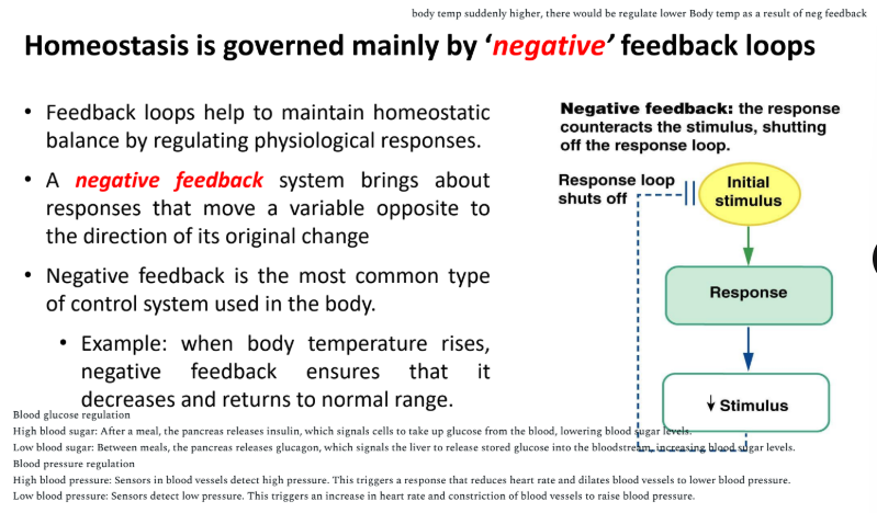 <p>negative feedback in homeostatis</p>