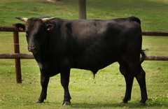 -Originates in JAPAN, introduced to US in 1976
-Straight horns that darken with length, black or red, medium size
-Early maturity in females, low birth weights, exceptional marbling