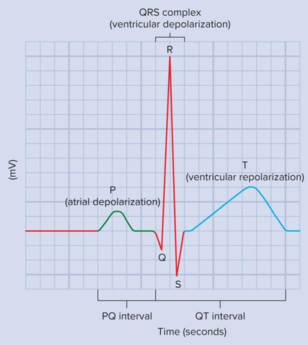 <p>A recording of the electrical activity of the heart.</p>