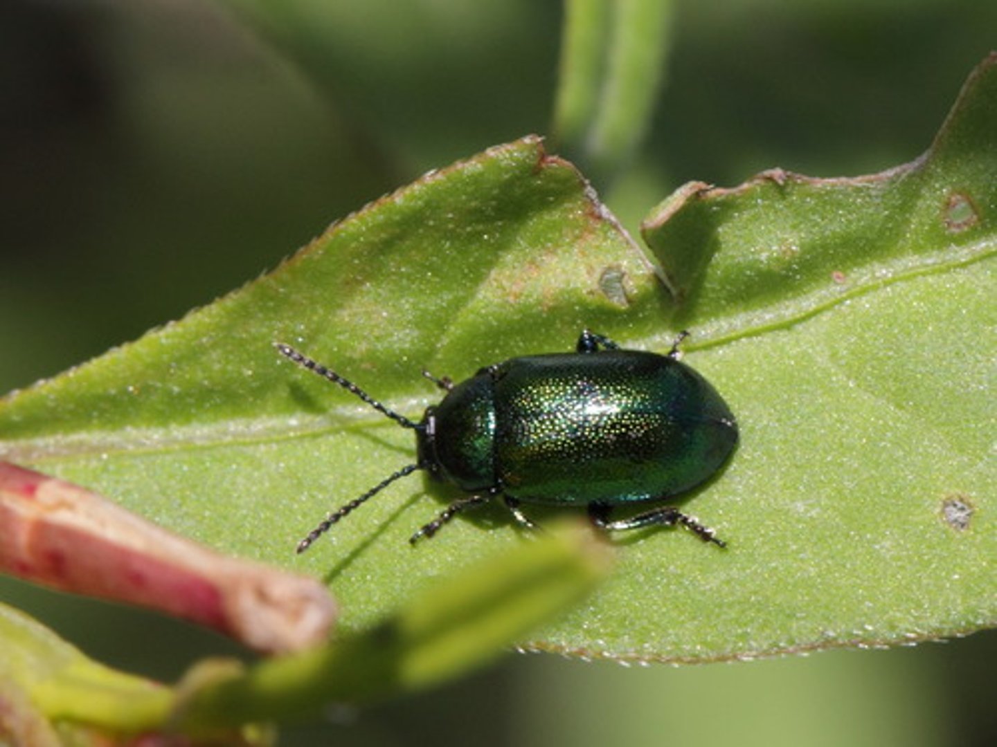 <p>(bọ cánh cứng)</p><p>We learned about different types of beetles in science class, from ladybugs to stag beetles.</p><p>Chúng tôi đã học về các loại bọ cánh cứng khác nhau trong lớp khoa học, từ bọ rùa đến bọ ngựa.</p>