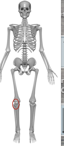 <p>cube shaped bones (in wrist  and ankle) </p><p>Sesamoid bones form within tendons (example patella) </p><p>vary in size and number in different individuals </p>