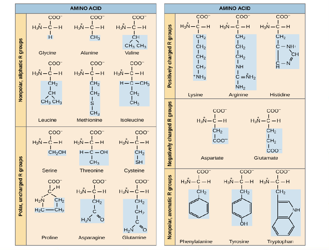 <p>Be familiar with some of these and what makes their R-groups unique (not completely memorized but just know some of them)</p>