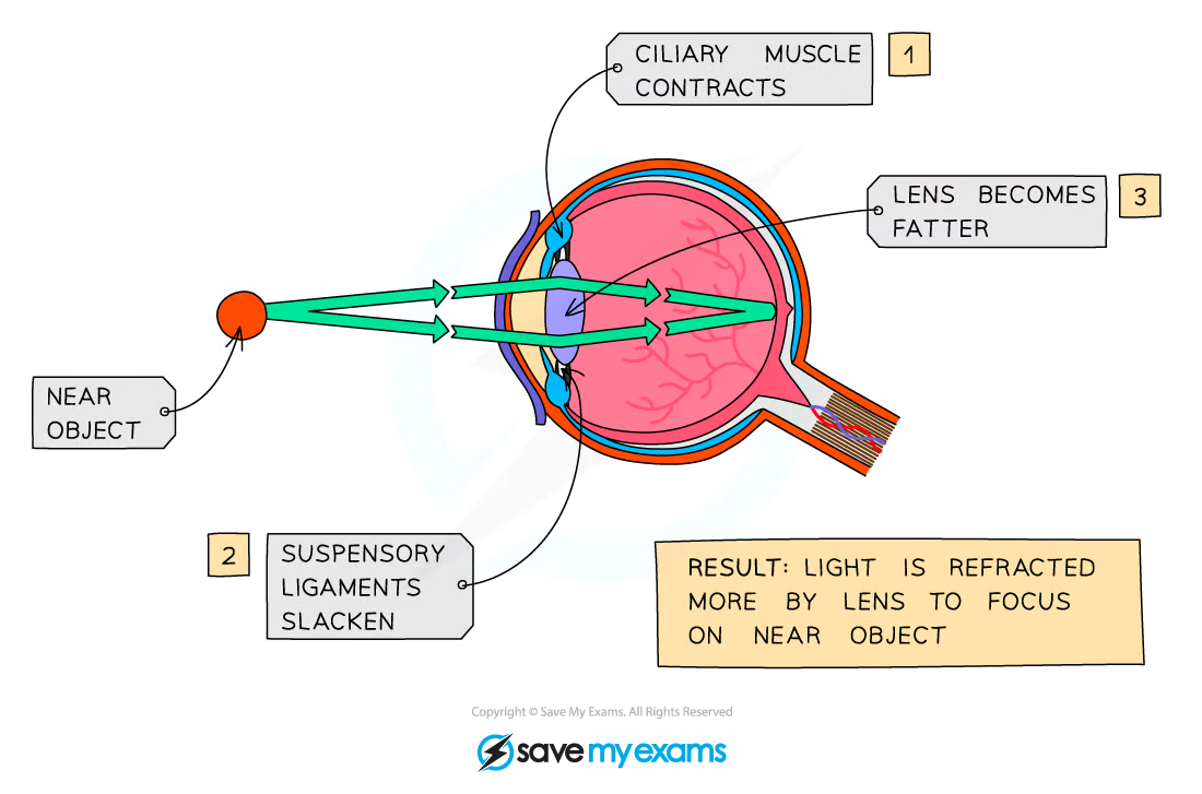 <ul><li><p>When an object is<strong> </strong>close up:</p><ul><li><p>the <strong>ciliary muscles contract</strong></p></li><li><p>the <strong>suspensory ligaments loosen</strong></p></li><li><p>the suspensory ligaments exert less pull on the lens, allowing the lens to become<strong> more rounded</strong></p></li><li><p>light is refracted more</p></li><li><p></p></li></ul></li></ul><p></p>