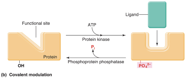 <p>covalent modulation</p>