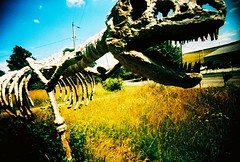 extinction