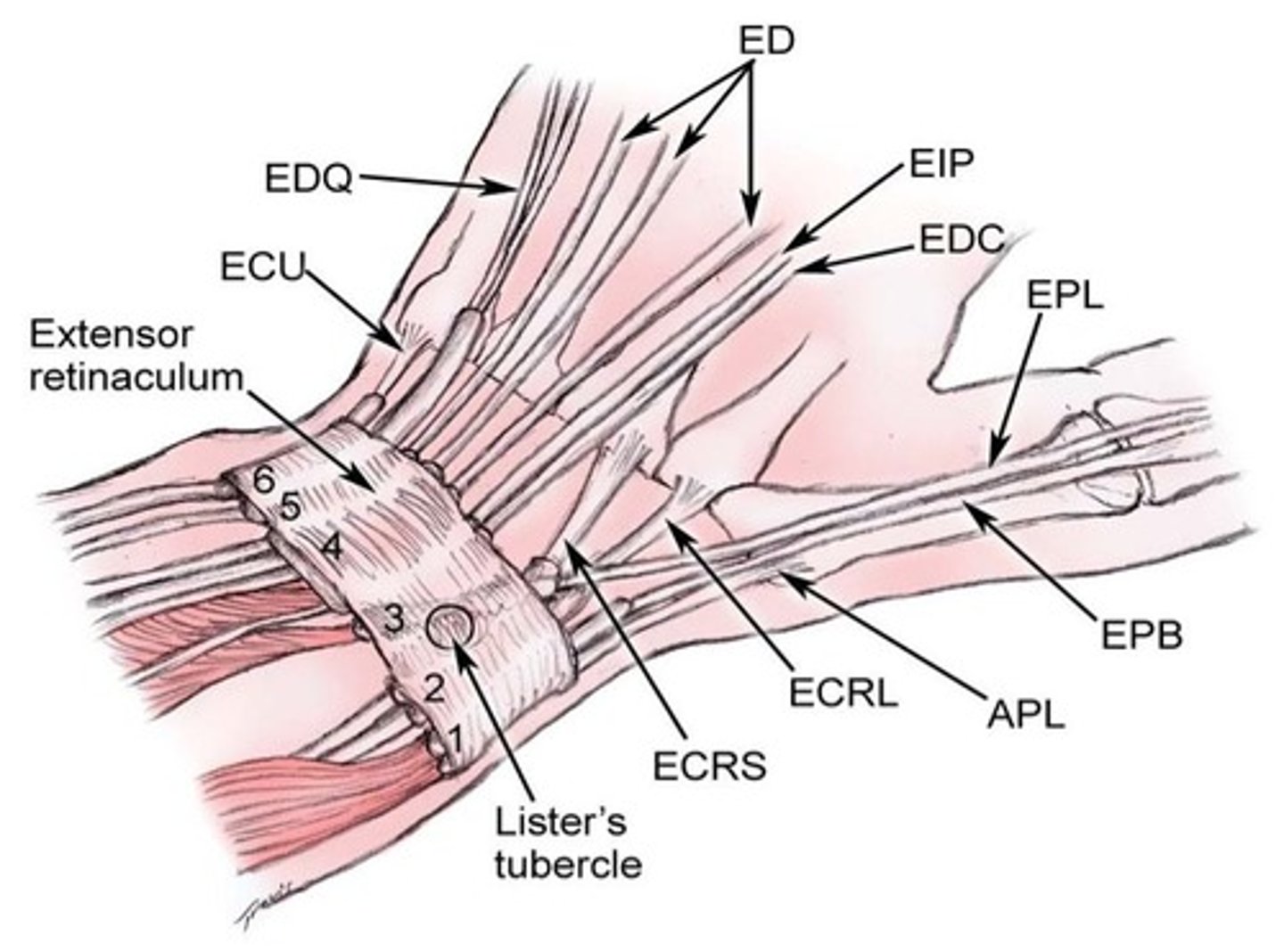 <p>Thick fibrous band securing the extensor tendons</p><p>6 fibro-osseous tunnels form compartments:</p><p>- 1st compartment: APL and EBP</p><p>- 2nd compartment: ECRB/L</p><p>- 3rd compartment: EPL</p><p>- 4th compartment: EDC and EDI</p><p>- 5th compartment: EDM</p><p>- 6th compartment: ECU</p>