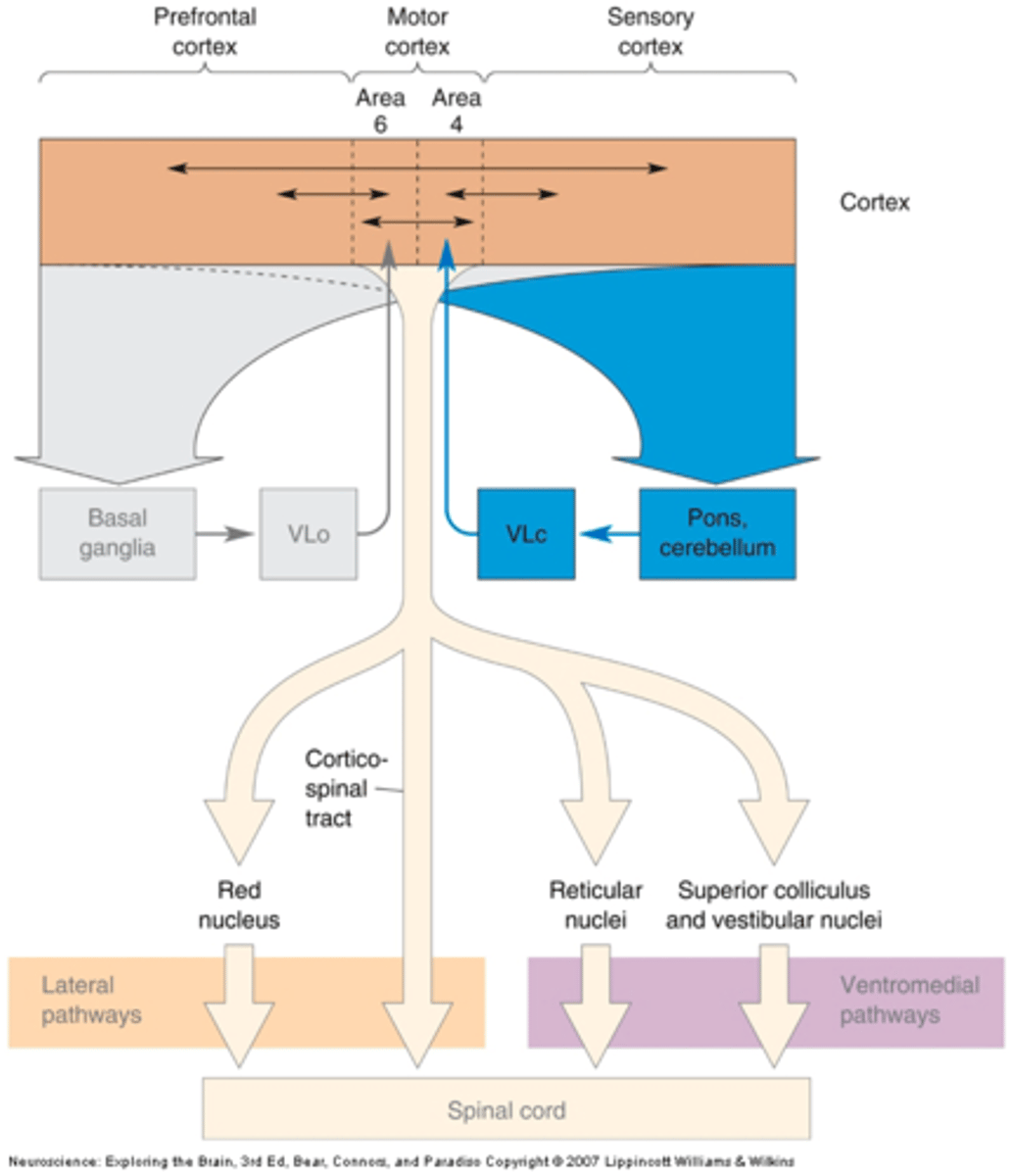 <p>What is the primary function of the cerebellum?</p>
