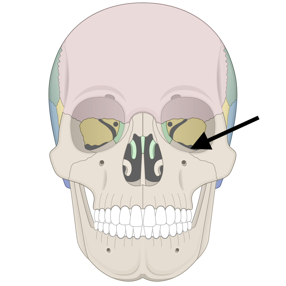 <p>Name the bone</p>