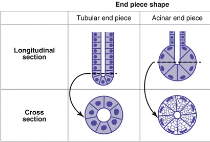 <p>Found deeper within the epithelium, composed of cells responsible for producing the secreted material (secretory cells).</p><ul><li><p>The secretory portions of the glands can be:</p><ul><li><p><strong>Tubular— </strong>straight, narrow tube with the same width as the duct</p></li><li><p><strong>Acinar—</strong> a saclike structure whose width is greater than the width of the duct</p></li></ul></li></ul><p>They both are supported by connective tissue, which supplies blood and nervous fibers.</p>