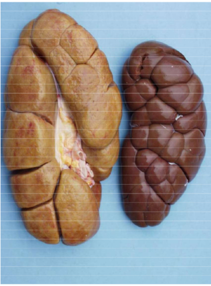 <ol><li><p>Species/specimen</p></li><li><p>Describe using 3 words</p></li><li><p>Potential diagnosis</p></li><li><p>Judgement + ABP category</p></li></ol><p></p>