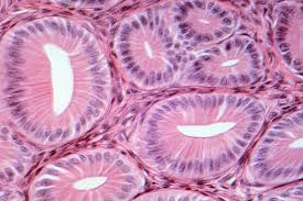 <p>Epithelial tissue specialized for secretion forming exocrine and endocrine glands.</p>