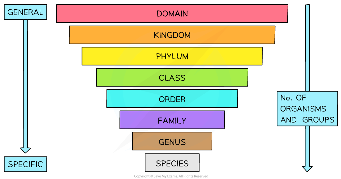 <p>Domain → Kingdom → Phylum → Class → Order → Family → Genus → Species (Do Keep Ponds Clean Or Frogs Get Sick)</p>