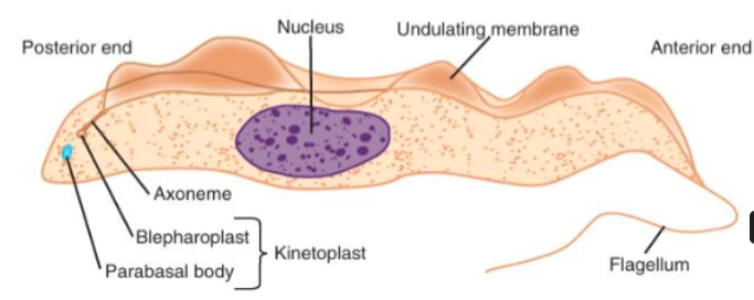 <p>What morphologic state is this flagellate?</p>