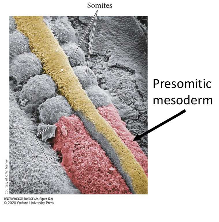 <ul><li><p><span>At the posterior end of the embryo, cells that have just migrated through the primitive groove are mesenchymal and unsegmented and are called <strong>premositic mesoderm</strong></span></p></li><li><p><span>Presomitic mesoderm will unto<strong> mesenchymal to epithelial transition (MET)</strong> to form the epithelial somites</span></p></li></ul><p></p><p></p>