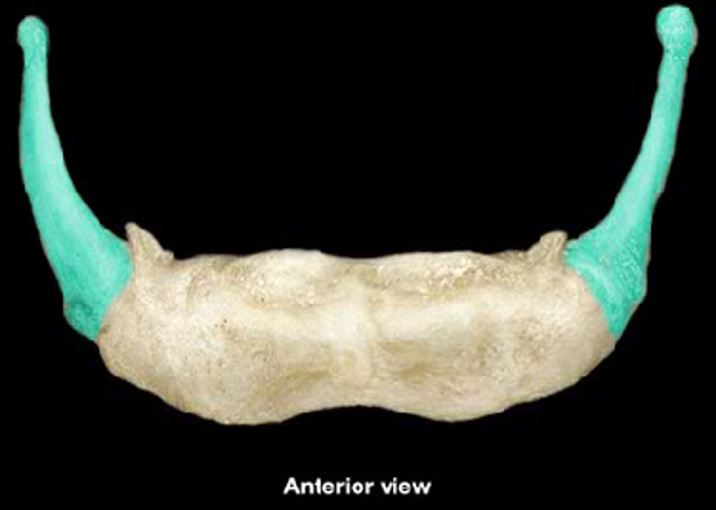 <p>Longer projections of the hyoid bone.</p>