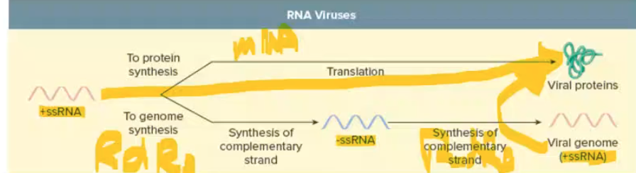 <p>replication: +ssRNA → -ssRNA → +ssRNA uses RNA dep RNA polymerase</p><p>translation: +ssRNA = mRNA can become proteins </p>