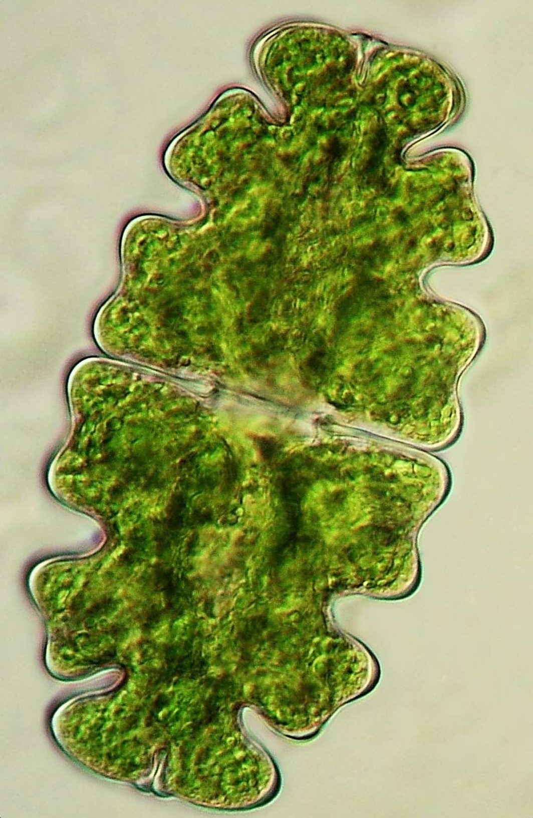 term image