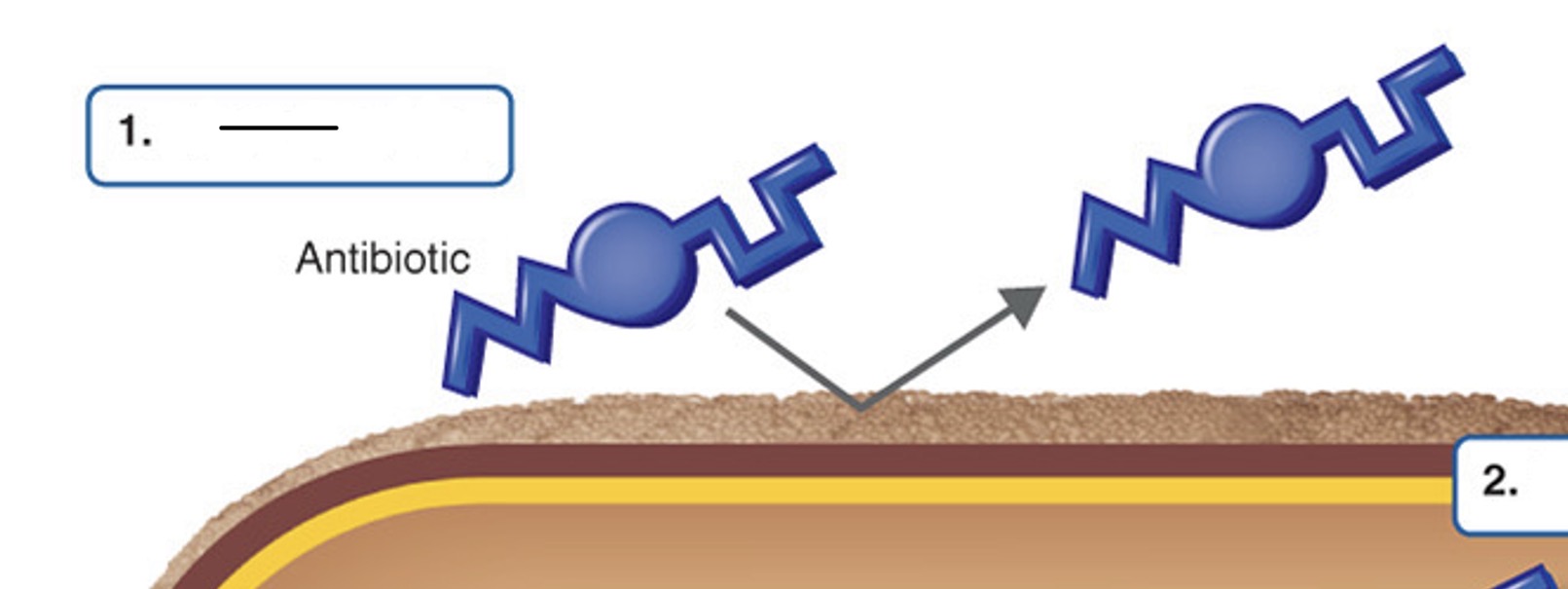 <p>What type of mechanism of antibiotic resistant is this?</p>
