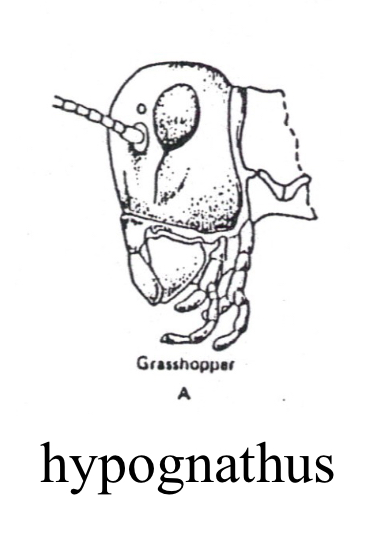 <p>Hypognathous</p>