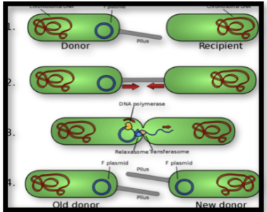 <p><span style="background-color: transparent; font-family: "Times New Roman", serif;"><strong><span>What is the significance of conjugation?&nbsp;</span></strong></span></p>