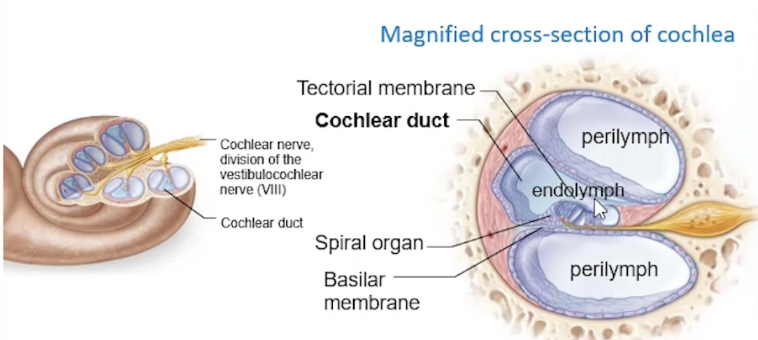 <p>Spiral, bony chamber, extends from vestibule</p><p>→ contains the cochlear duct, housing the spiral organ of corti</p><p>Cochlear Nerve → Cranial Nerve VIII: Vestibulocochlear </p><p>→ contains 3 chambers:</p><ul><li><p>2 perilymph, 1 endolymph</p></li></ul><p>→ Membranous Labyrinth → cochlear duct (endolymph)</p><ul><li><p>basilar membrane = floor of duct</p><ul><li><p>Spiral Organ: on top of basilar membrane, with cochlear duct </p><p></p></li></ul></li></ul><p></p>