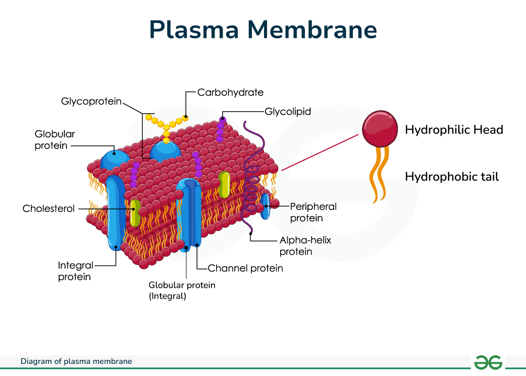 <p>Separates the cell from the external environment and controls the passage of substances into and out of the cell, such as organic molecules and wastes.</p>