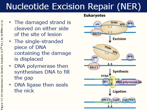 <p>Repairs pyrimidine dimers (aka damage from UV) OR damage for which there is no specific DNA glycosylase</p><ul><li><p>Damage strand is cleaved on either side of the site of lesion- the pyrimidine dimer and surrounding bases</p></li><li><p>Separation of double-stranded DNA to produce bubble</p></li><li><p>Single-stranded piece of DNA containing the damage is displaced</p></li><li><p>DNA polymerase then synthesises DNA to fill the gap</p></li><li><p>DNA ligase seals the nick</p></li></ul><p>XPE/XPC or CSA/CSB recruit several factors (unimportant).</p><p>Process is the same in prokaryotes but with different factors.</p>