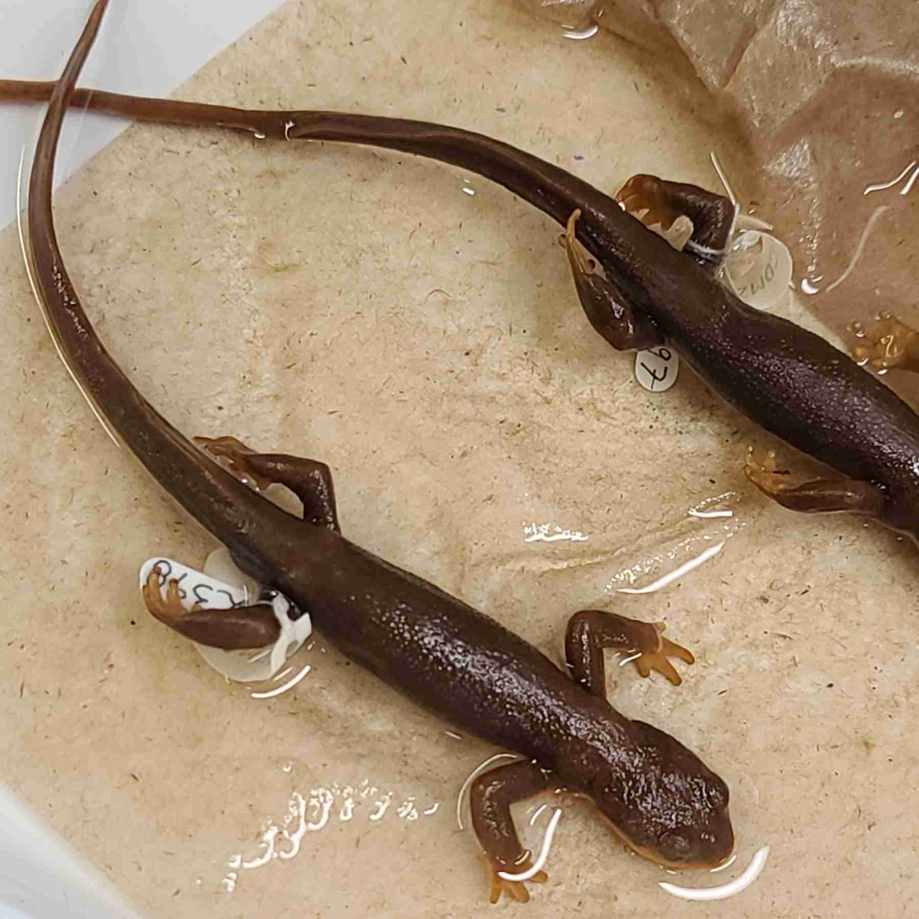 <p> fin-like tail </p><p>brightly colored (poison!)</p>