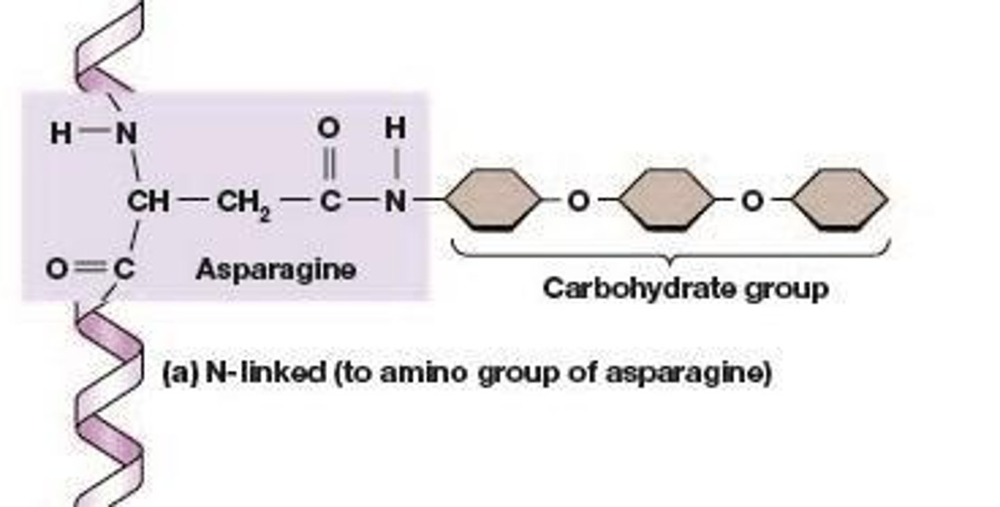 <p>Glycosylation involving attachment to asparagine.</p>