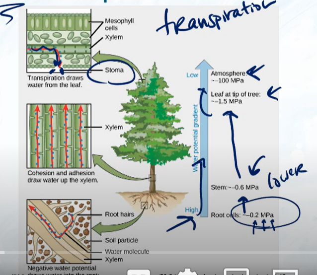 <p>Water moves from HIGH to LOW water potential; An example of this is in the transpiration of a tree; The root cells have a water potential of -0.2 and the leaf at the tip was a water potential of -1, while the atmosphere has a water potential of -100, and therefore the water will diffuse upwards and out of the tree through the stoma in the leaves.</p>