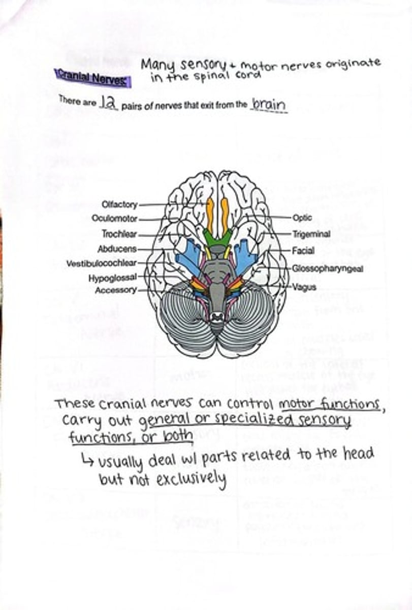 <p>They control motor functions and carry sensory information, primarily related to the head.</p>