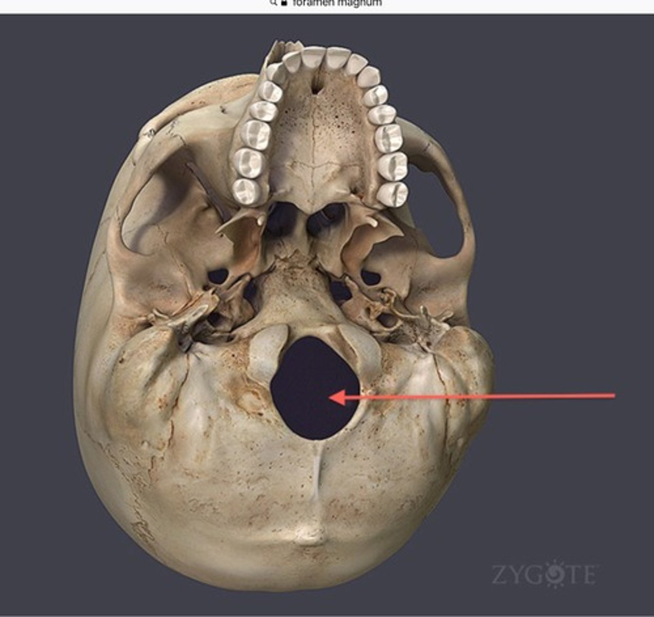 <p>large hole in the base of the skull, spinal cord enters here</p>