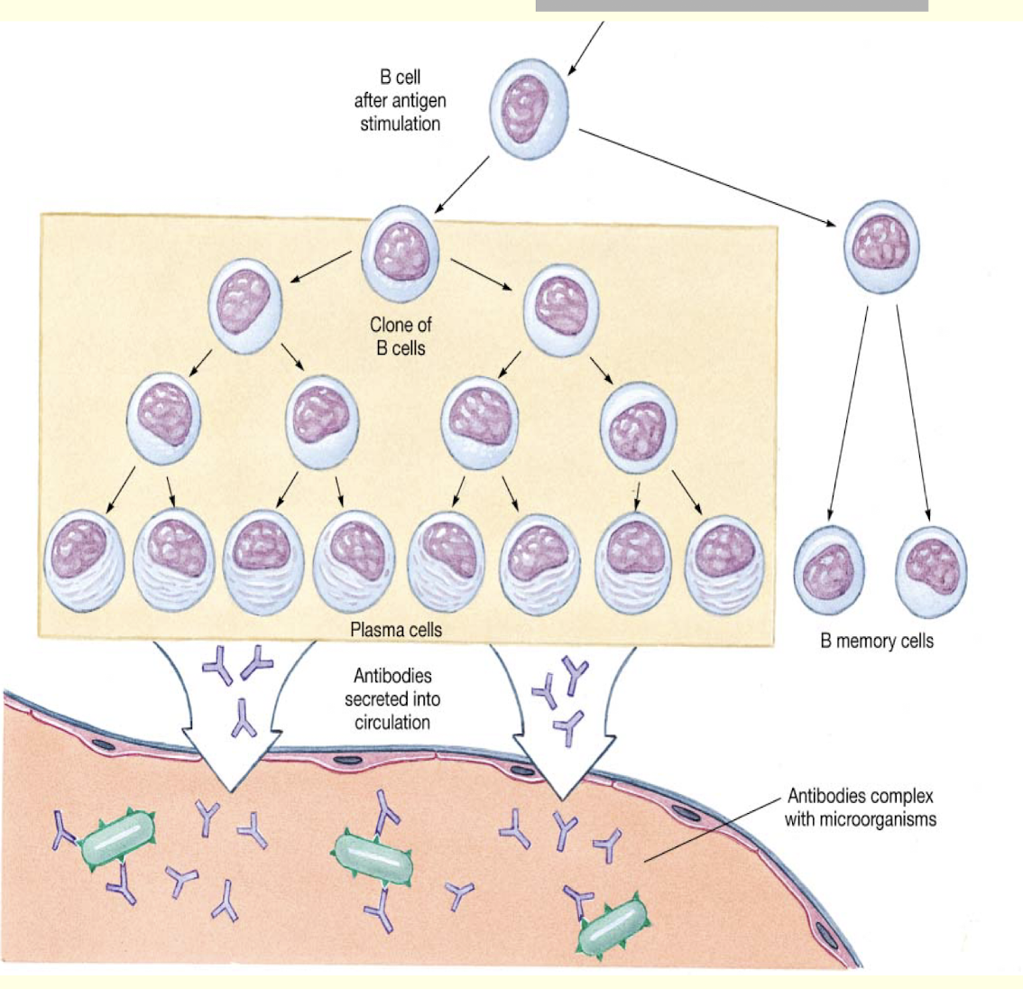 <ul><li><p>B cells express antibodies on their surface</p></li><li><p>Bind specific antigen then divide</p></li><li><p>some offspring are plasma cells that pump out antibody</p></li><li><p>some offspring are memory cells</p></li></ul><p></p>