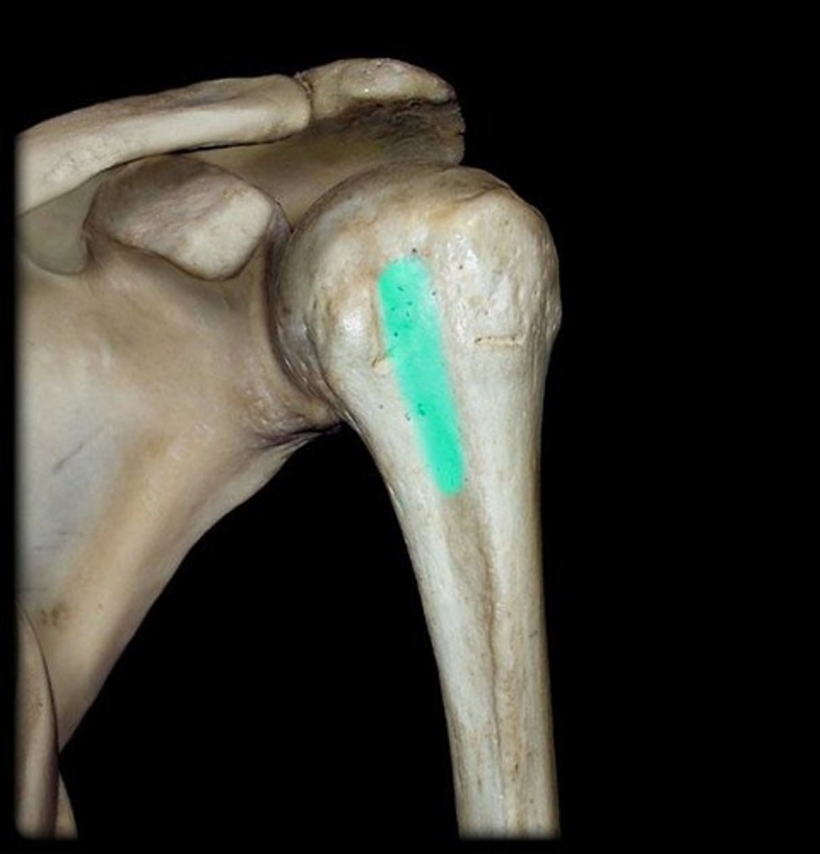 <p>intertubercular groove; narrow groove located between the greater and lesser tubercles of the humerus</p>