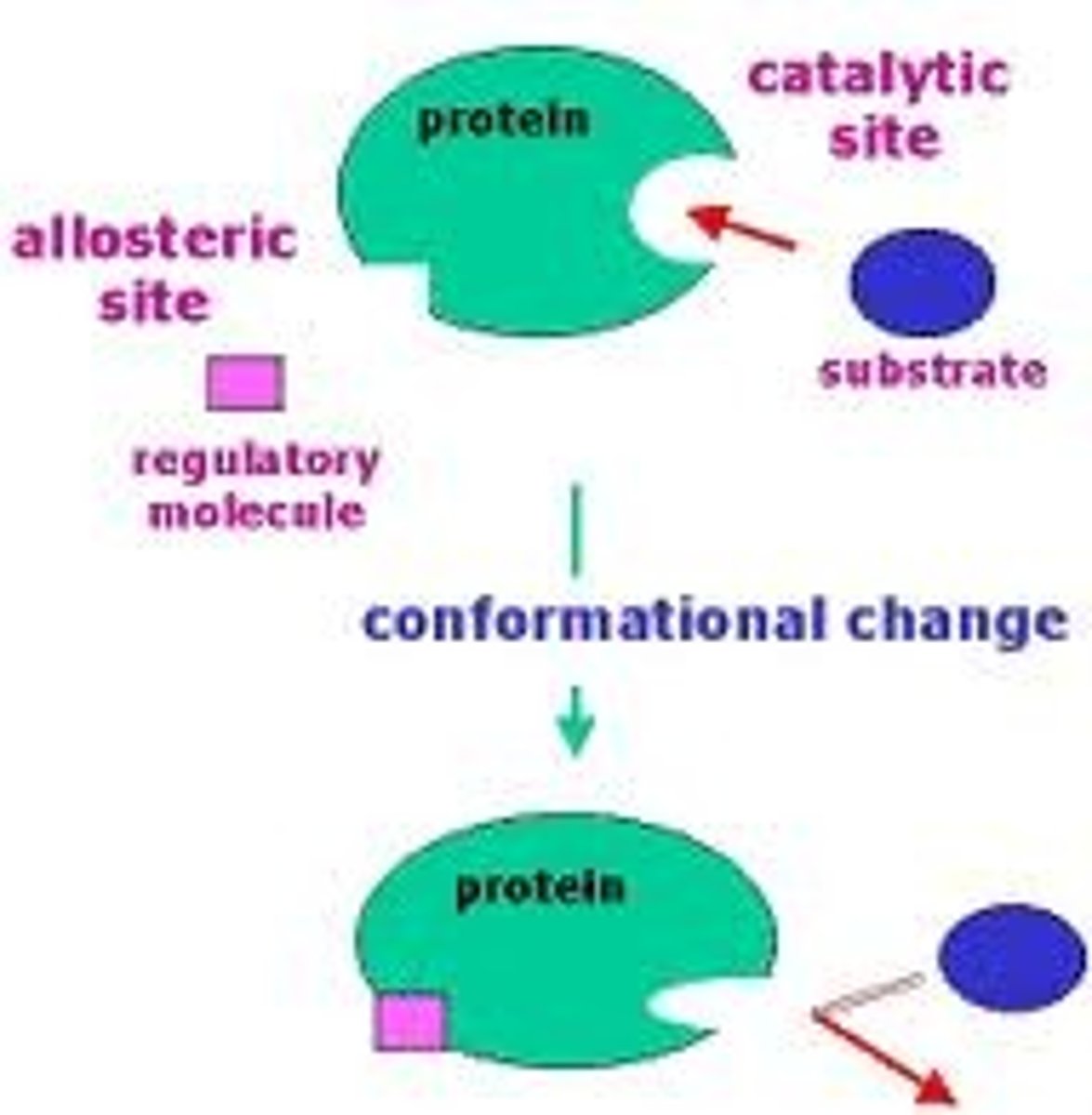 <p>In molecular biology this site is part of an enzyme where substrates bind and undergo a chemical reaction.The majority of enzymes are proteins but RNA enzymes called ribozymes also exist. The active site of an enzyme is usually found in a cleft or pocket that is lined by amino acid residues (or nucleotides in ribozymes) that participate in recognition of the substrate. Residues that directly participate in the catalytic reaction mechanism are called active site residues.</p>