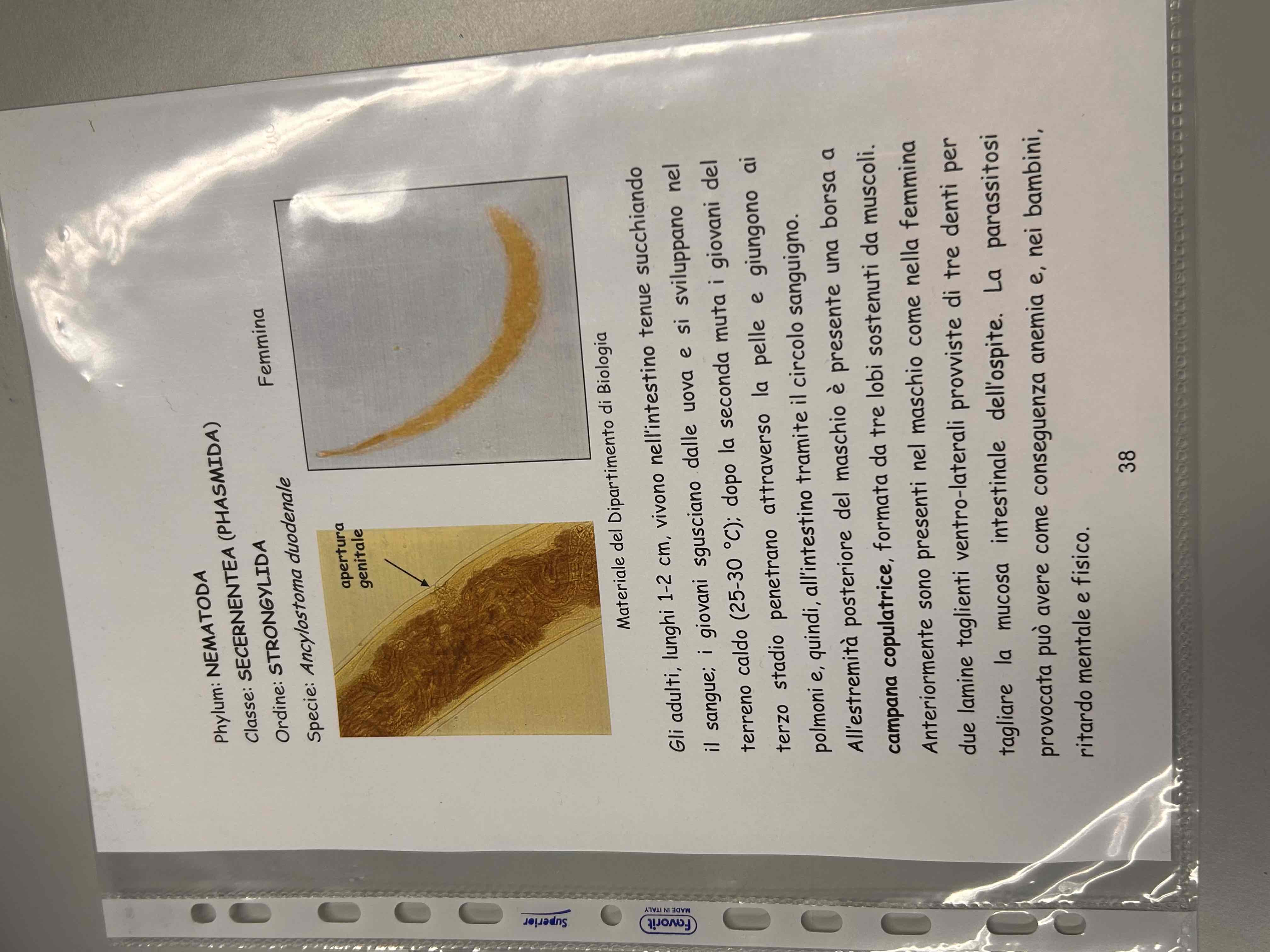 <p>Ancylostoma duodenale (femmina)</p>