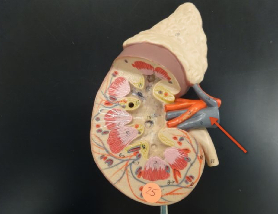 <p>Name the structure</p>