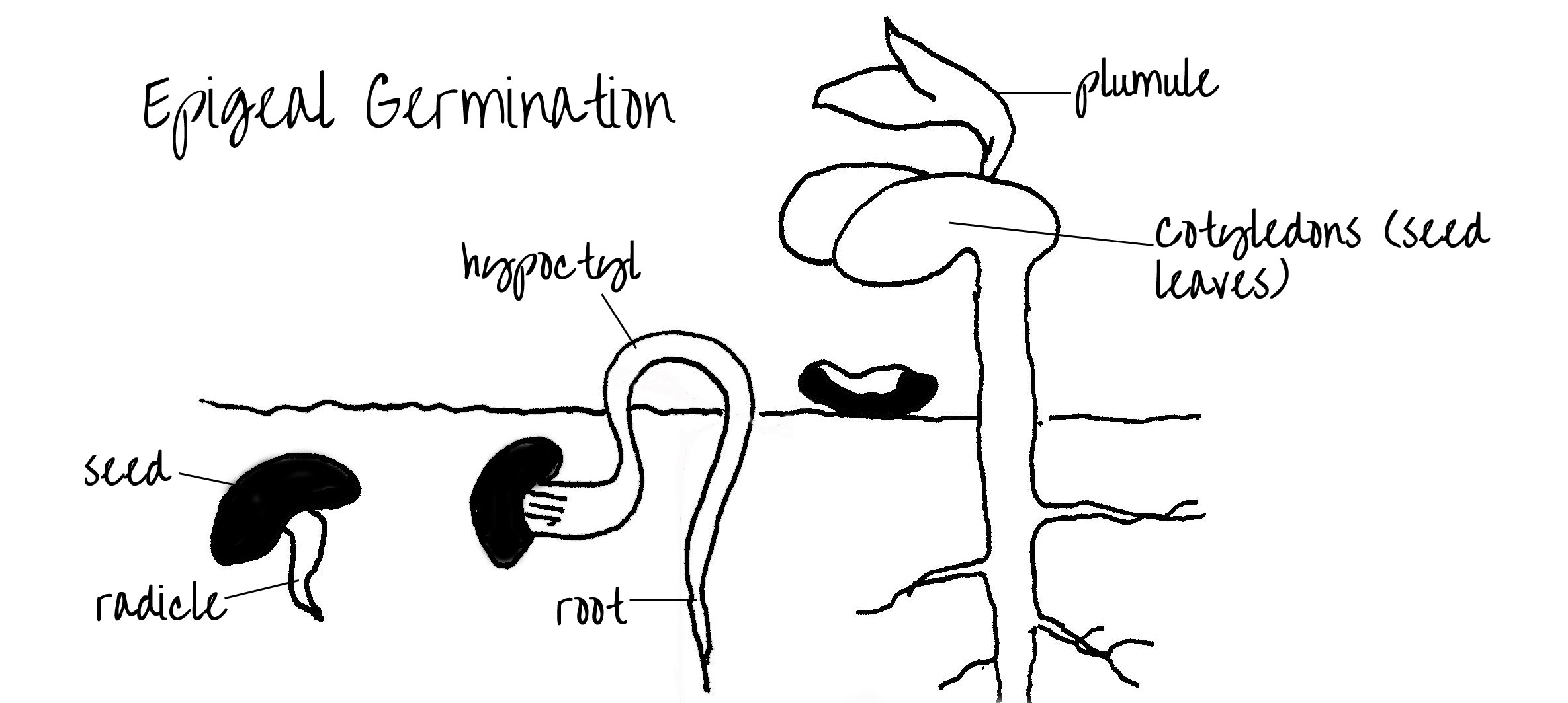 <p><span style="font-family: Georgia, serif">The radicle emerges from the seed and the hypocotyl elongates, raising the cotyledons, epicotyl, and remains of the seed coat aboveground.</span></p>